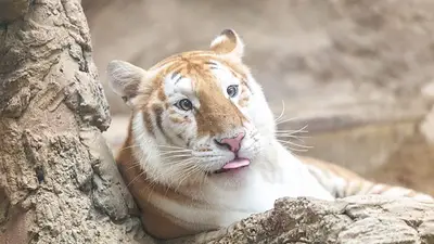 Las tigresas doradas de un zoo tailandés causan furor en las redes sociales Las tigresas doradas de un zoo tailandés causan furor en las redes sociales