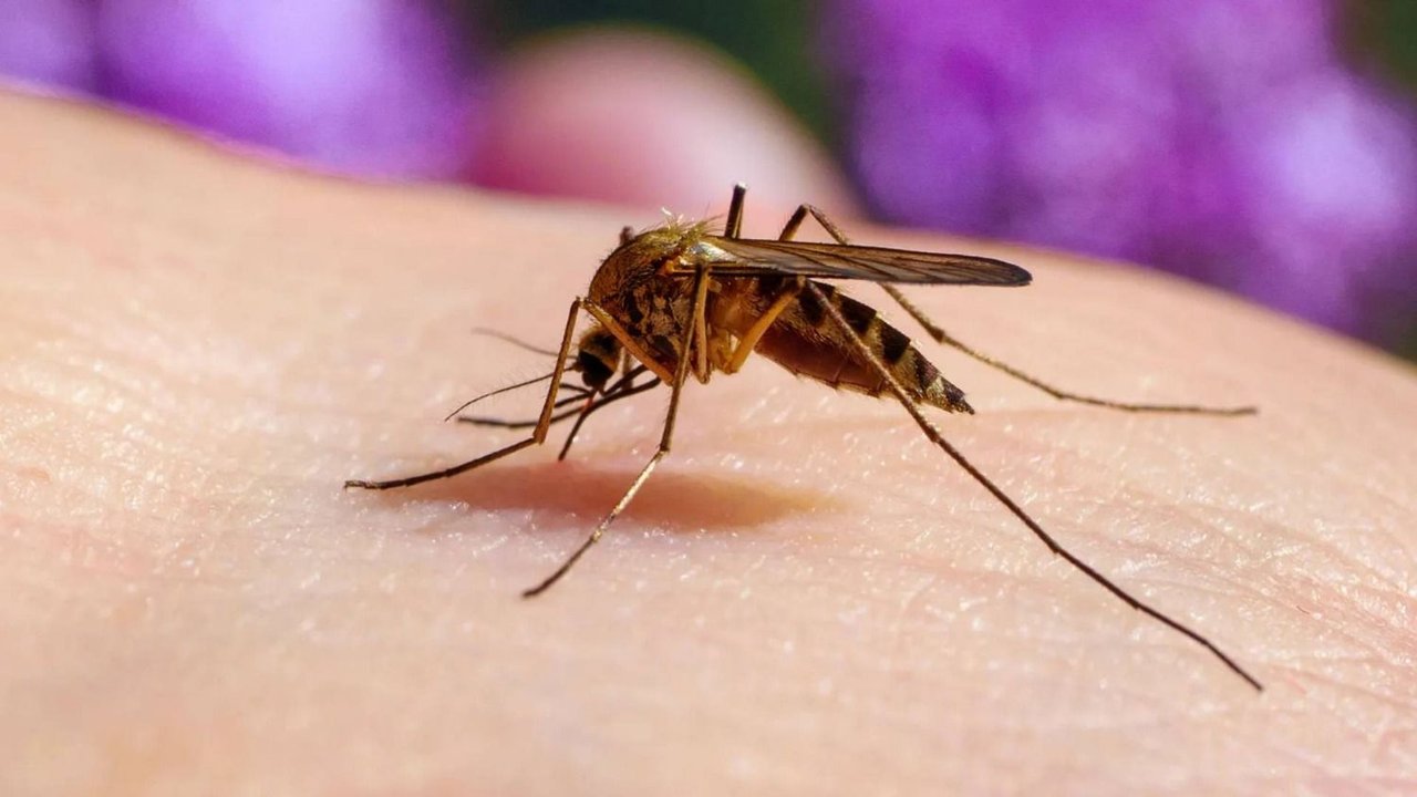 mosquitos, mosquito, frío, invierno, 