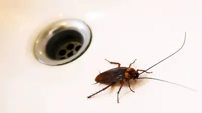 Cucarachas Cucarachas