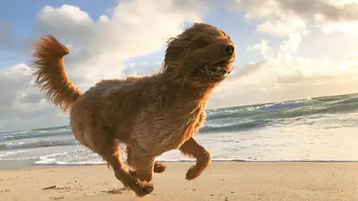 Perro en la playa. Perro en la playa.