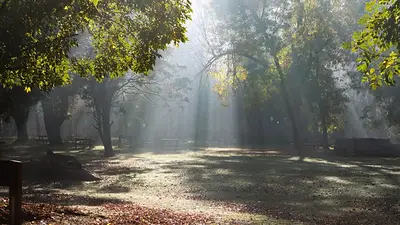 Bosque Los Robles Bosque Los Robles