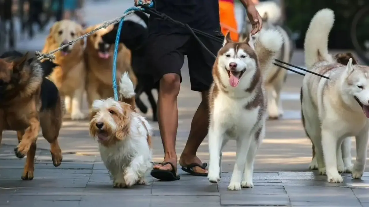 Tener una mascota puede costar más que un salario mínimo