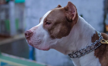 Imputaron a dos hermanos por matar a puñaladas a un pitbull | Crimen