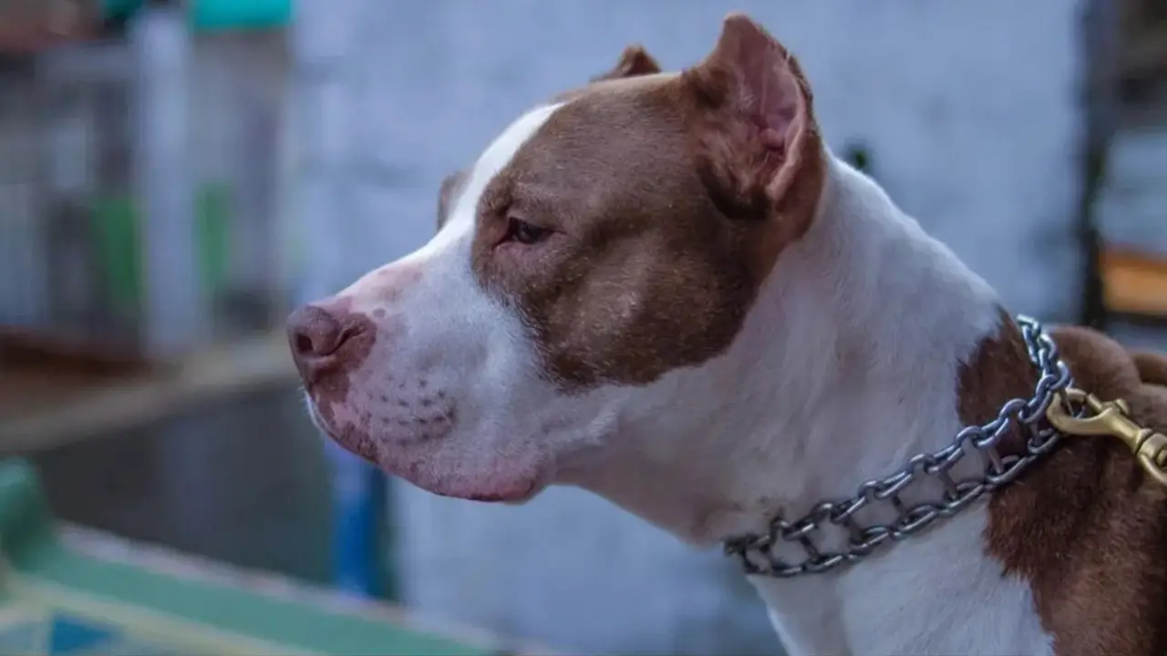 Imputaron a dos hermanos por matar a puñaladas a un pitbull en El Bolsón