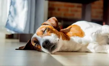 Más de 80 perros murieron envenenados en Bolívar: qué se sabe hasta el momento | Animales