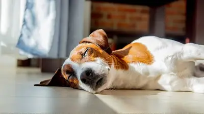 Perro Perro