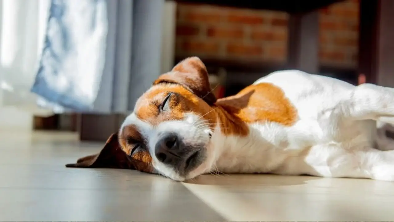 Perro