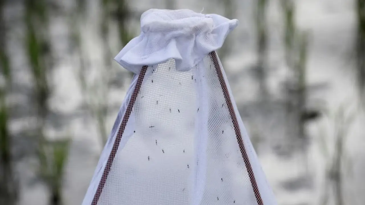 Las muertes por malaria subieron en 2024, según la OMS