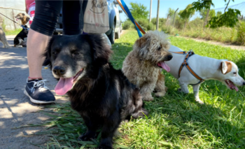 Qué hacer con las mascotas cuando mueren | Animales