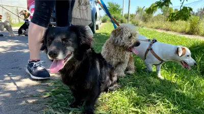 Perros Perros