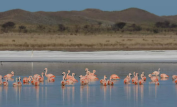 La laguna de flamencos rosados a solo 600 km de CABA | Turismo