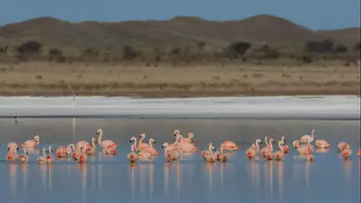 La laguna de flamencos rosados a solo 600 km de CABA: es ideal para ir en el verano 2026 La laguna de flamencos rosados a solo 600 km de CABA: es ideal para ir en el verano 2026