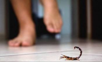 El Gobierno alerta por mayor presencia de alacranes en verano | Salud pública