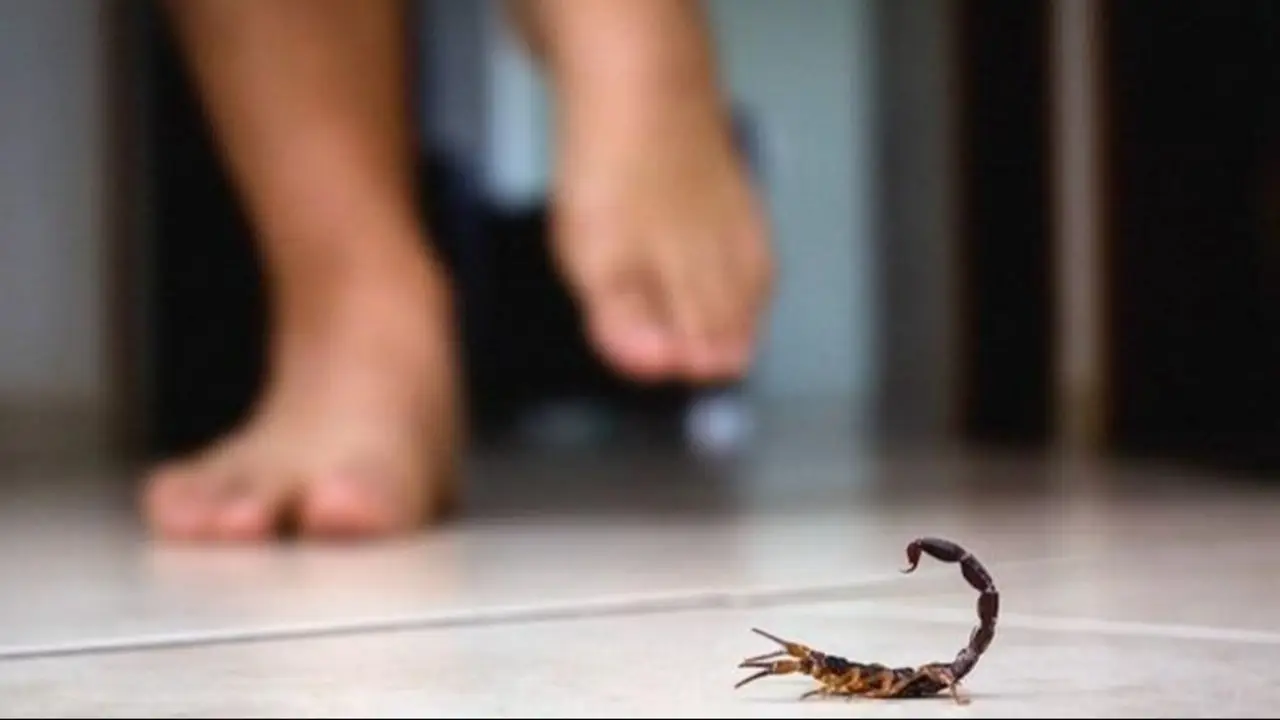 Suben las temperaturas y aparecen los alacranes: el Gobierno de La Rioja detalla consejos clave de prevención