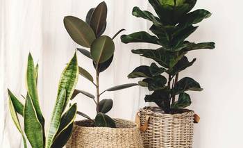 Según la NASA: las 5 plantas ideales para limpiar y renovar el aire de tu casa | Consejos de salud