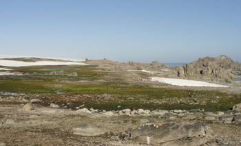 Descubren áreas libres de hielo y vegetación en Antártida | Antártida