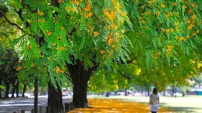 Arboles de Pita Arboles de Pita