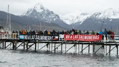 Apuntan contra Melella por un proyecto que busca instalar salmoneras en Tierra del Fuego: "Traicionar" Apuntan contra Melella por un proyecto que busca instalar salmoneras en Tierra del Fuego: "Traicionar"