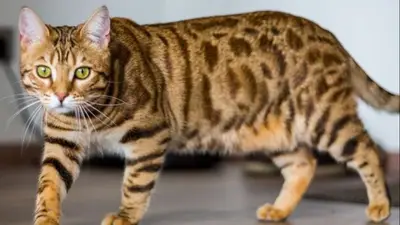 Gato leopardo. Gatos. Gato leopardo. Gatos.