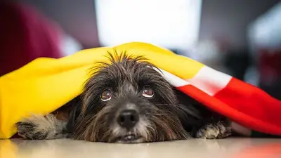 Murieron 14 mascotas: el incendio de una casa en Rosario que terminó con el techo desprendido Murieron 14 mascotas: el incendio de una casa en Rosario que terminó con el techo desprendido