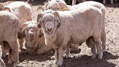 El Gobierno declaró alerta sanitaria por brote de sarna ovina en Chubut El Gobierno declaró alerta sanitaria por brote de sarna ovina en Chubut
