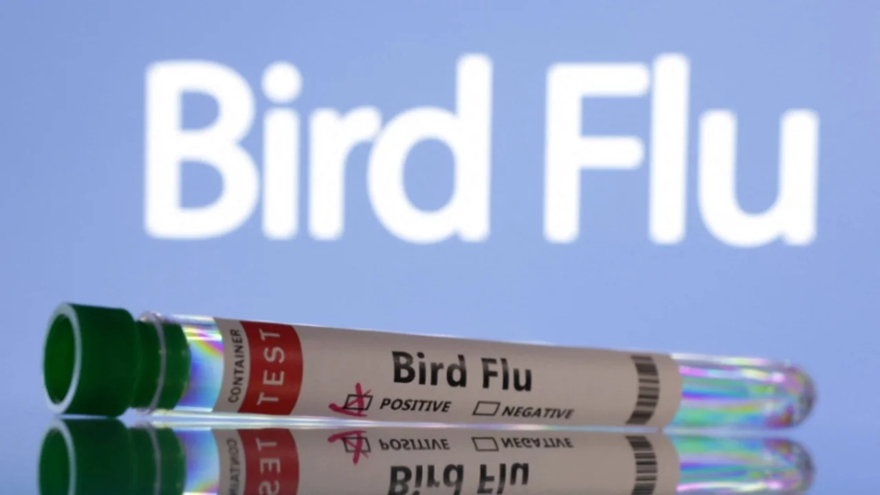 El repunte de la gripe aviar en Europa se debe a un récord de casos en aves silvestres, según la EFSA