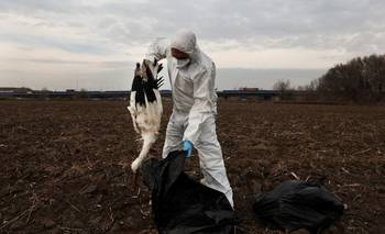Cientos de cigüeñas son halladas muertas cerca de Madrid en medio de ola de gripe aviar | España