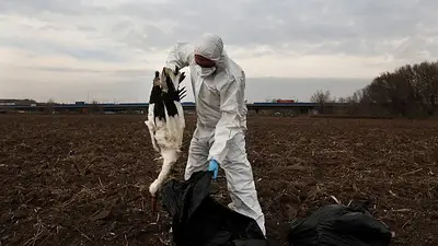 Cientos de cigüeñas son halladas muertas cerca de Madrid en medio de ola de gripe aviar Cientos de cigüeñas son halladas muertas cerca de Madrid en medio de ola de gripe aviar