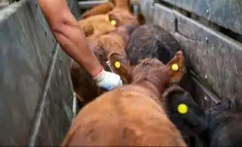 Formosa participó de la Mesa Consultiva del NEA del SENASA para definir la agenda 2026 | Senasa