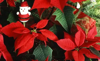 Navidad: la planta que deberías tener para alejar la mala suerte y atraer la abundancia  | Navidad