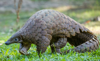 Reapareció un mamífero africano que se creía extinto desde 1999 | Animales