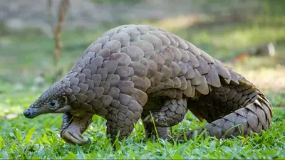 Milagro: reapareció un animal africano que se creía extinto desde 1999 Milagro: reapareció un animal africano que se creía extinto desde 1999
