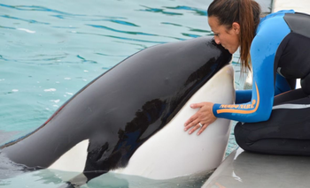 Murió Kshamenk, la histórica orca de Mundo Marino | Animales