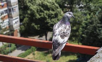 El truco para alejar a las palomas de tu casa: cómo evitar que se acerquen  | Curiosidades