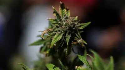 Trump sopesa un decreto para flexibilizar las restricciones a la marihuana en EEUU Trump sopesa un decreto para flexibilizar las restricciones a la marihuana en EEUU
