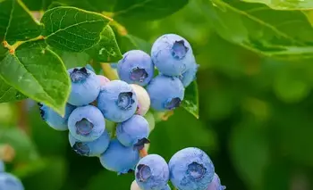 ¿Cómo mejora la ciencia argentina el cultivo de arándanos en el NEA? | Conicet