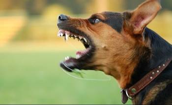 Ni Pitbull ni Rottweiler: la raza de perro que es considerada la más agresiva | Virales