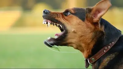 Perro Perro