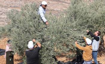 La ONU alertó que Israel ataca palestinos durante la cosecha de aceitunas | Conflicto en medio oriente