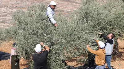 La ONU alertó que Israel ataca palestinos durante la cosecha de aceitunas La ONU alertó que Israel ataca palestinos durante la cosecha de aceitunas