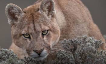 La inesperada presa que dispara la población de pumas en la Patagonia | Animales