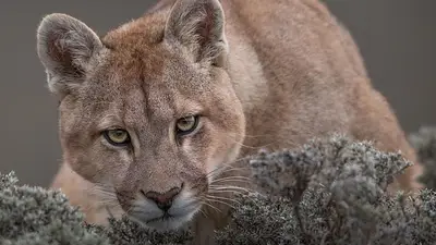 La inesperada presa que dispara la población de pumas en la Patagonia La inesperada presa que dispara la población de pumas en la Patagonia