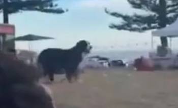 El video de un perro que trató de proteger a su dueño en el tiroteo en Bondi Beach | Virales