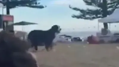 Perro Perro