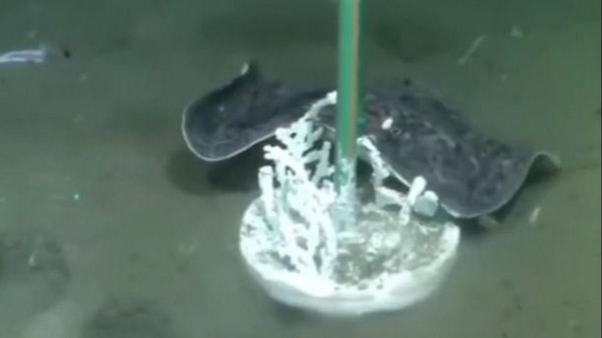 Stream del CONICET: una mantarraya 