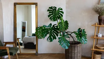 feng shui feng shui