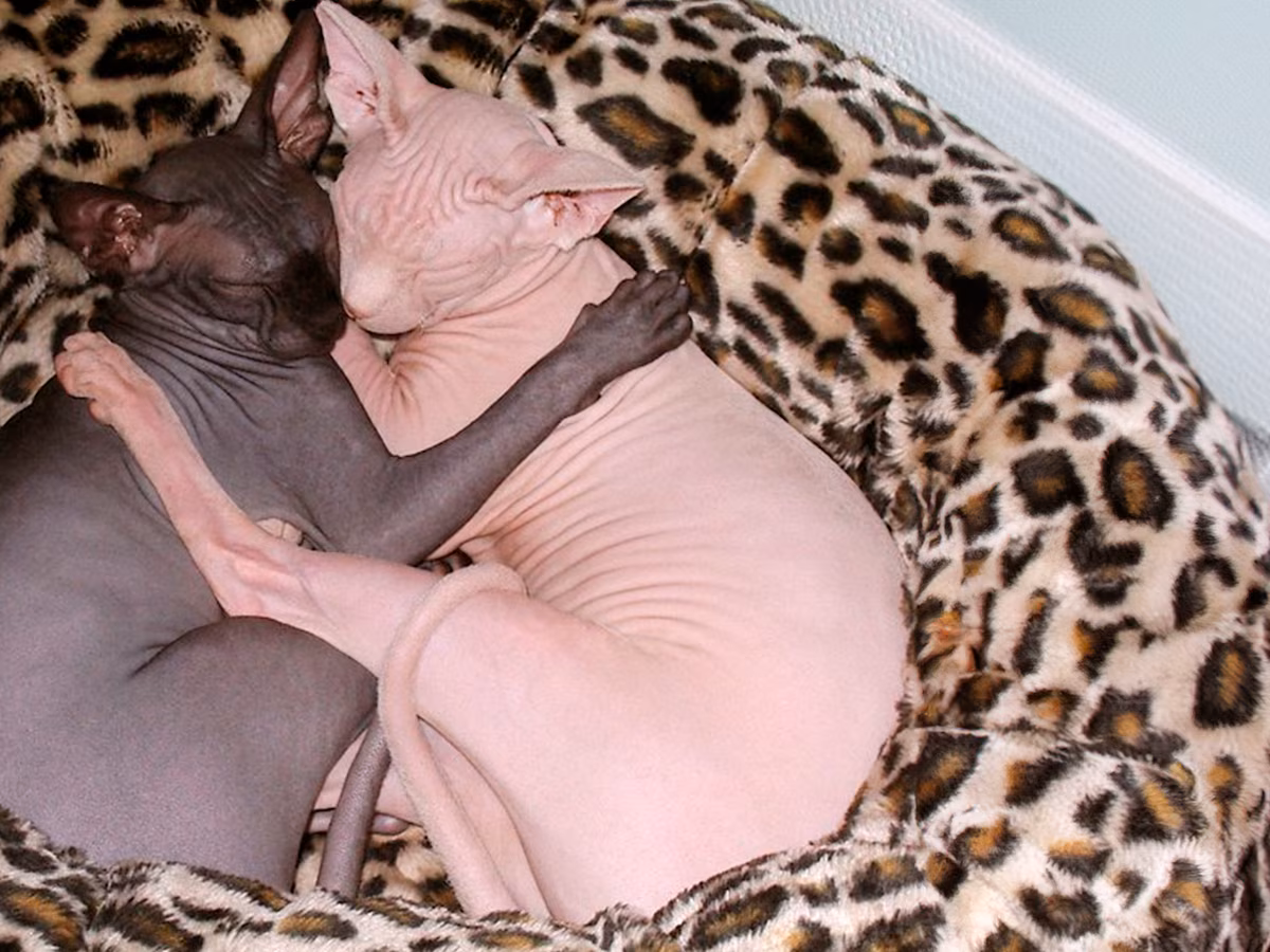 Gatos esfinge abrazados Gatos esfinge abrazados