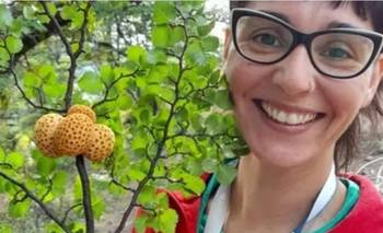 Hallazgo en la Patagonia: becaria del CONICET descubre dos hongos que crecen solo allí | Conicet
