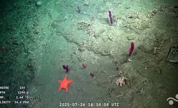 Sorpresa por lo que salió al aire en el stream del CONICET: "Gluteos marcados" | Ciencia 