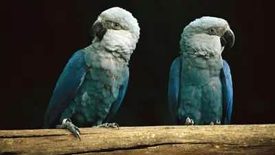 El animal clave de Brasil que está al borde de la extinción por segunda vez: qué atemoriza a los científicos El animal clave de Brasil que está al borde de la extinción por segunda vez: qué atemoriza a los científicos